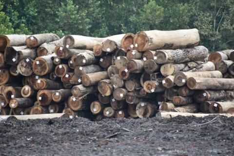 Stacked Logs