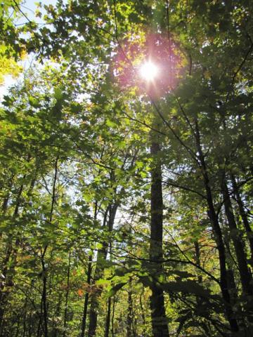 Treetops with Sun Shining Through